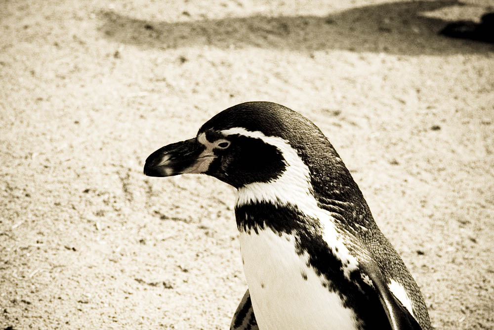 humboldt-pinguine