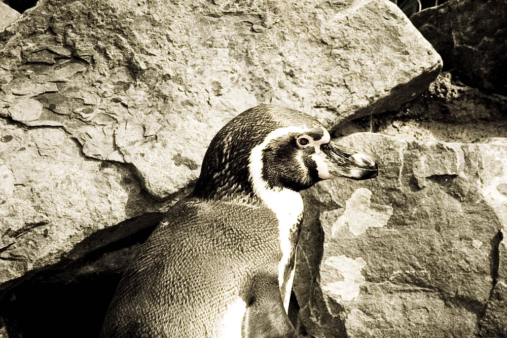 humboldt-pinguine