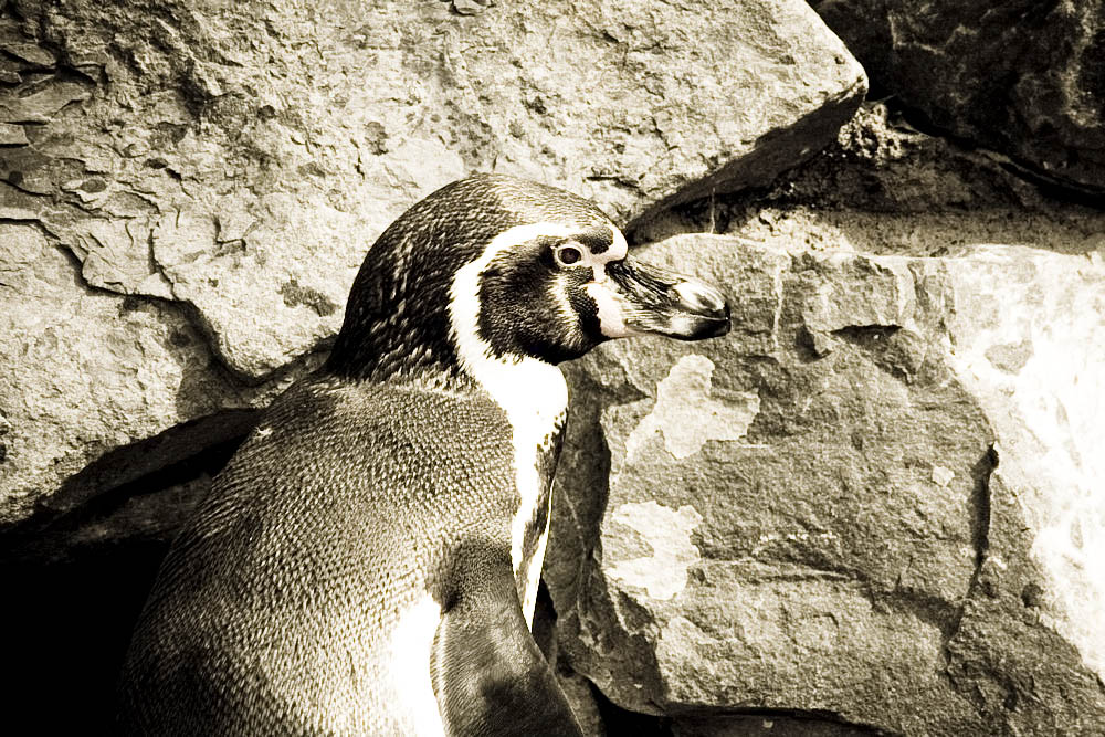 humboldt-pinguine