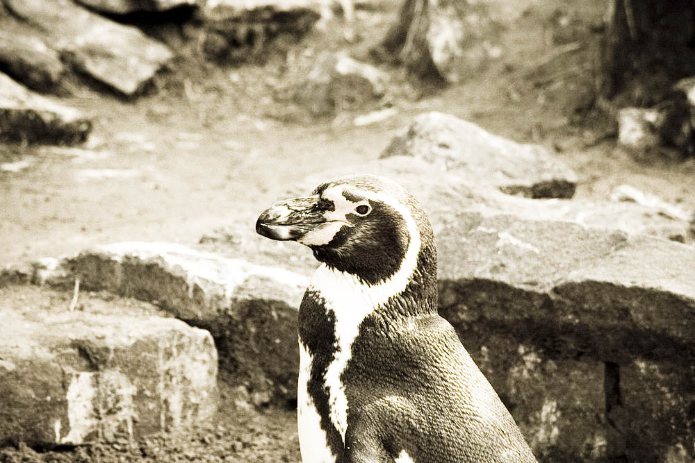 humboldt-pinguine