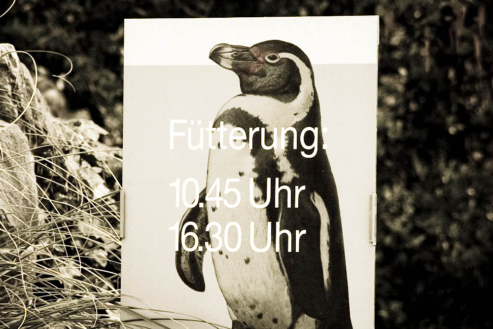 humboldt-pinguine