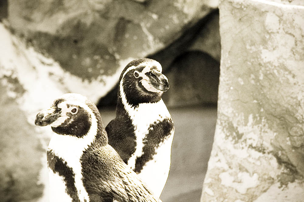 humboldt-pinguine