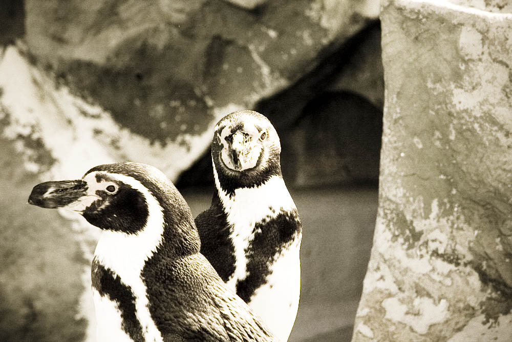 humboldt-pinguine