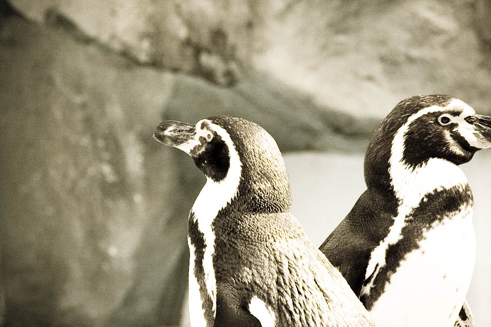 humboldt-pinguine