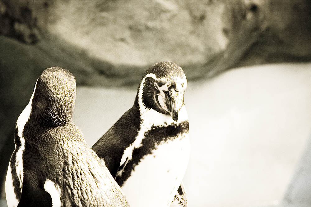 humboldt-pinguine