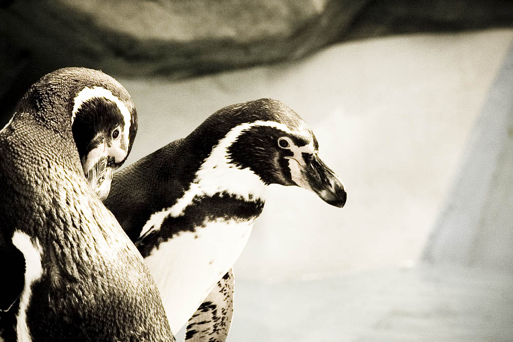 humboldt-pinguine