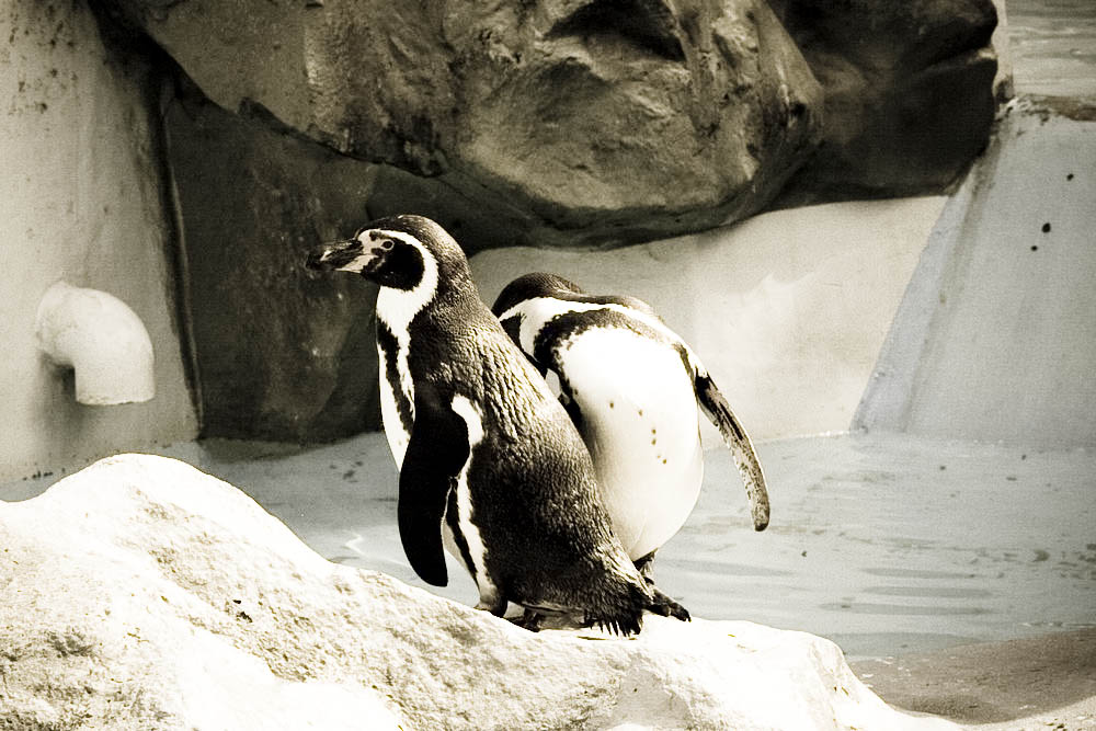 humboldt-pinguine