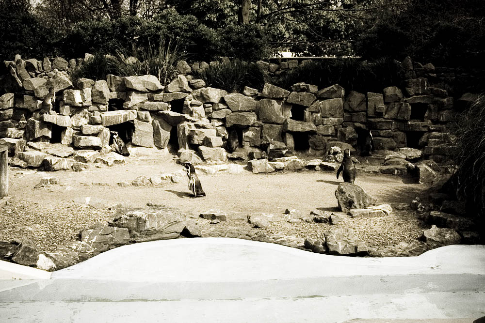 humboldt-pinguine