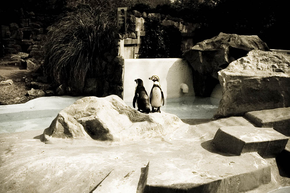 humboldt-pinguine