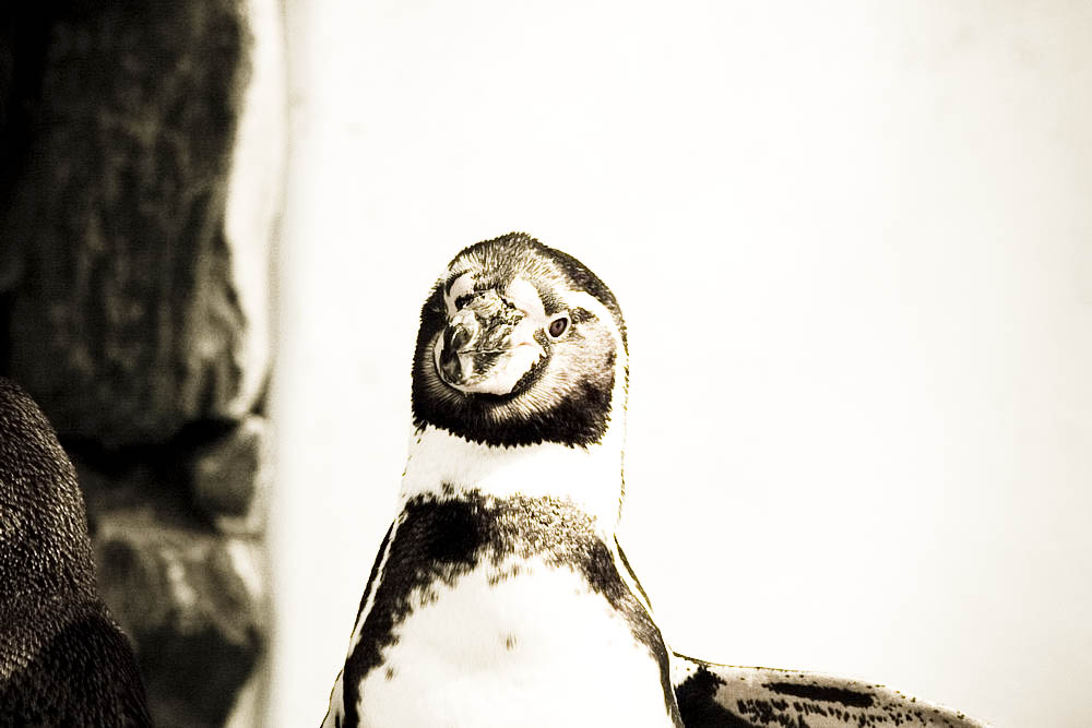 humboldt-pinguine