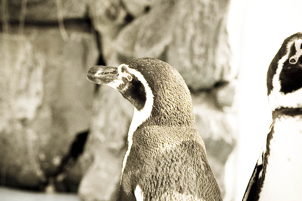 humboldt-pinguine