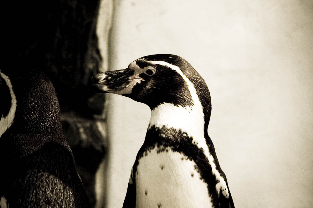 humboldt-pinguine