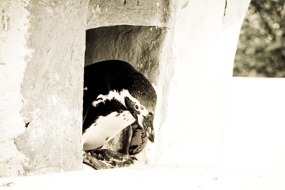 humboldt-pinguine