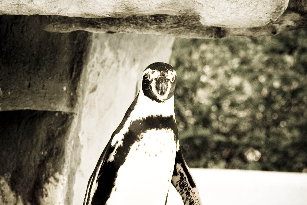 humboldt-pinguine