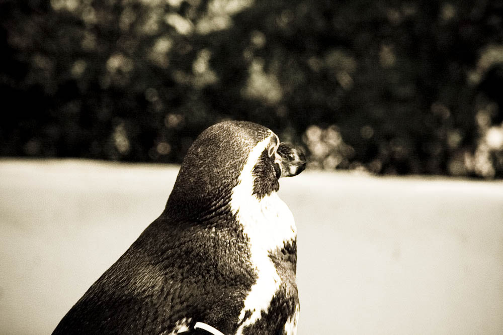 humboldt-pinguine