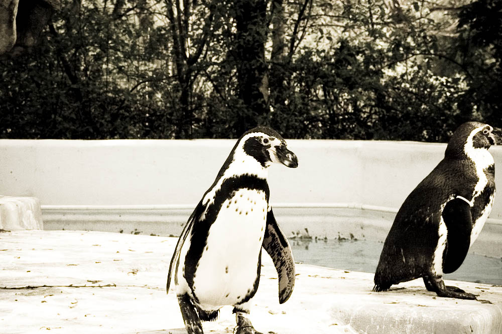 humboldt-pinguine