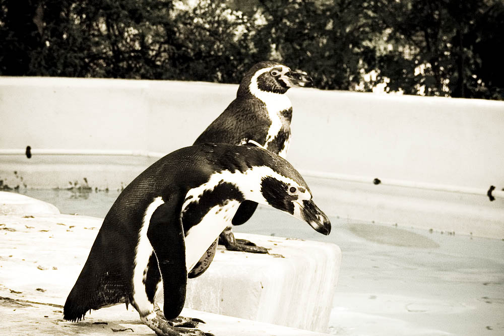 humboldt-pinguine