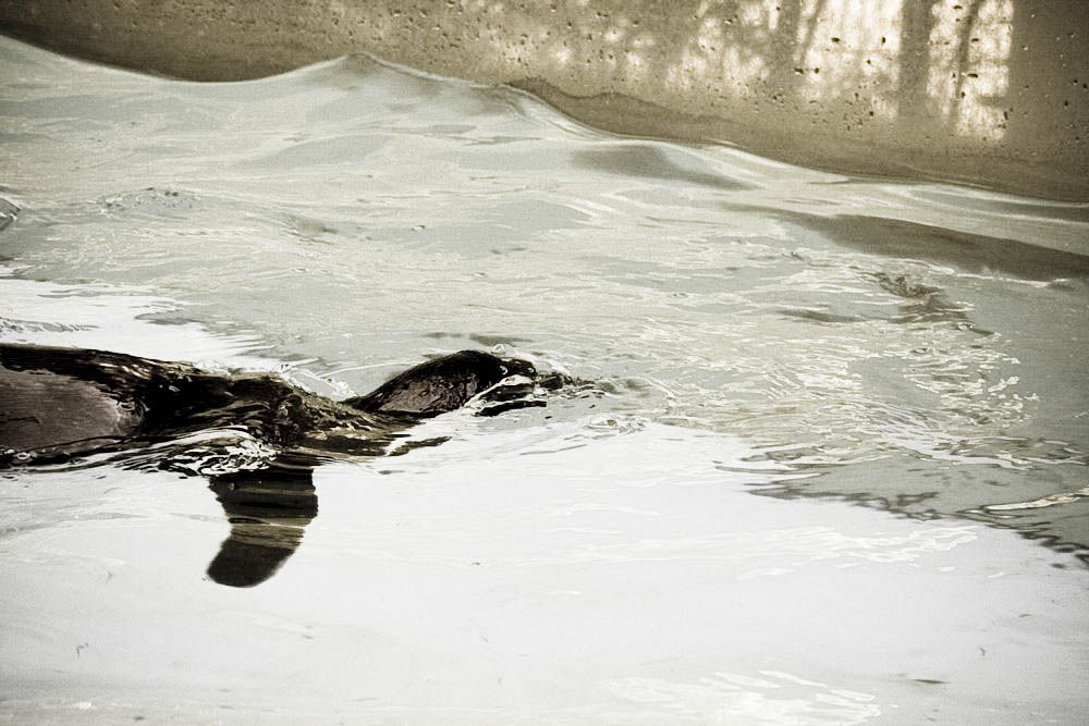 humboldt-pinguine