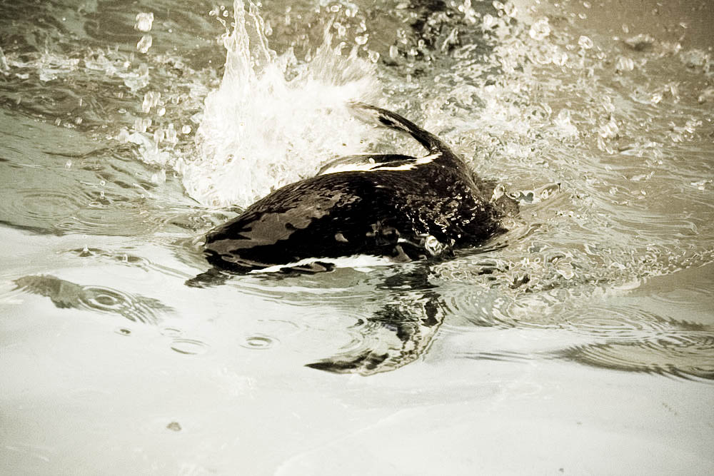 humboldt-pinguine