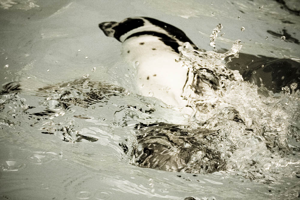 humboldt-pinguine