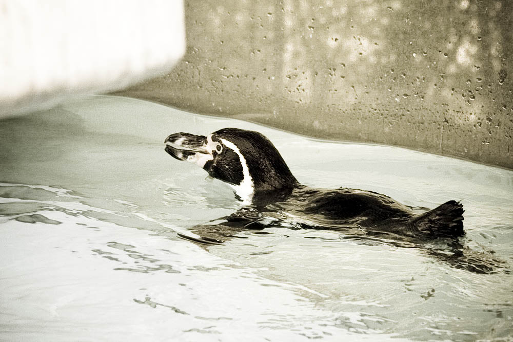 humboldt-pinguine