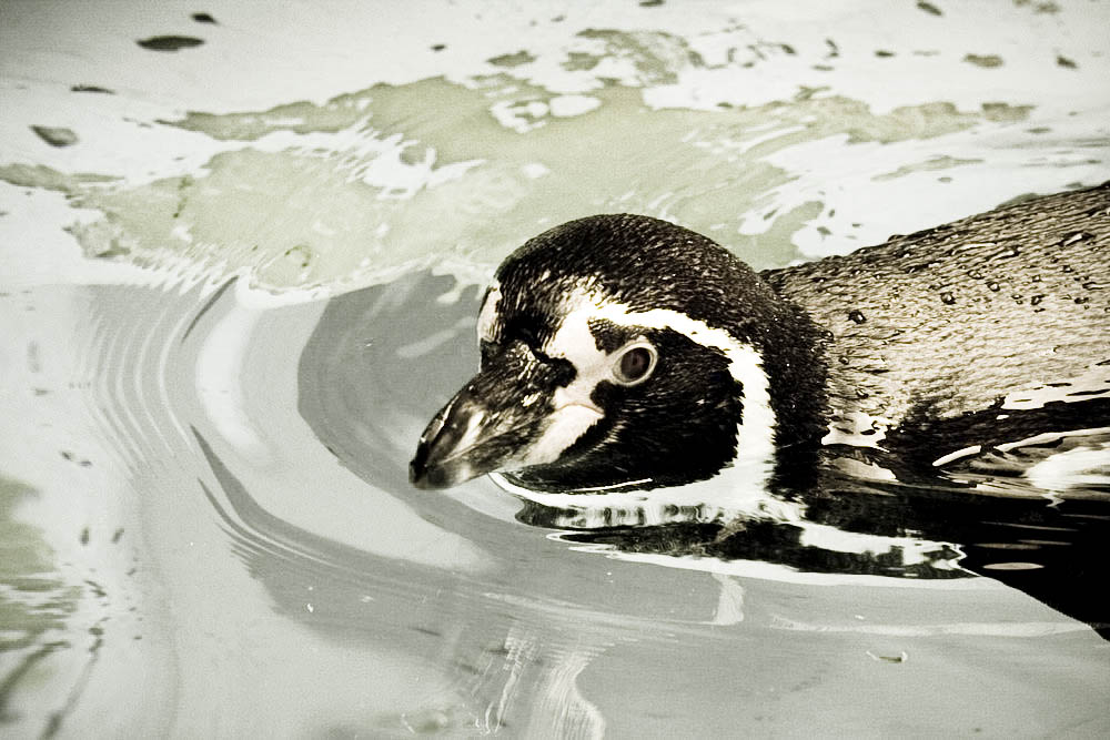 humboldt-pinguine