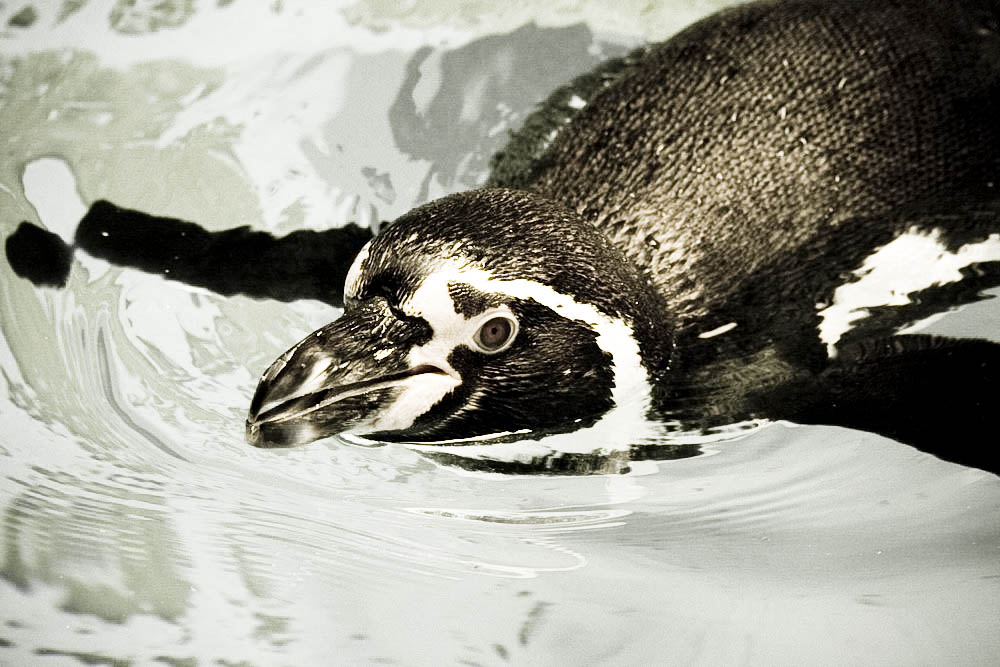 humboldt-pinguine