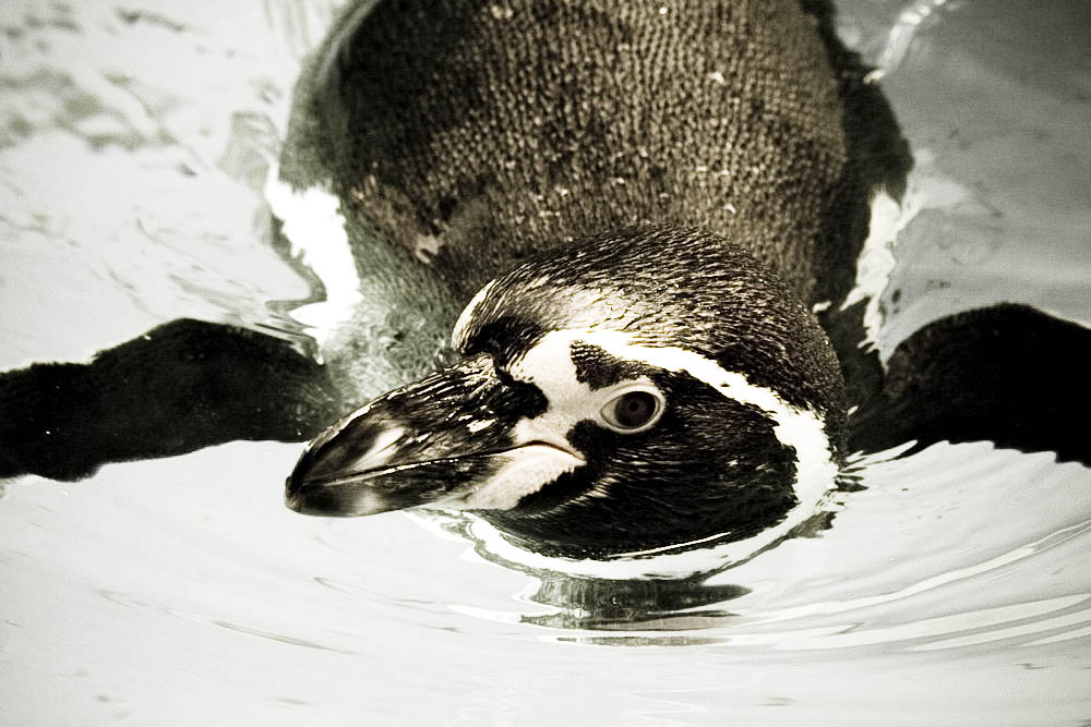 humboldt-pinguine