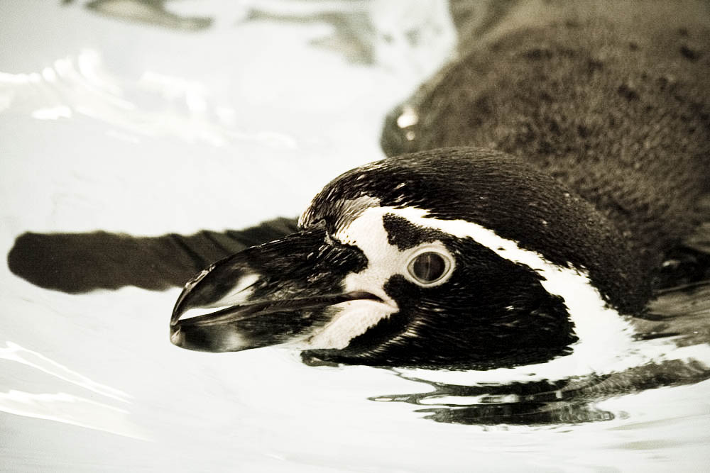 humboldt-pinguine