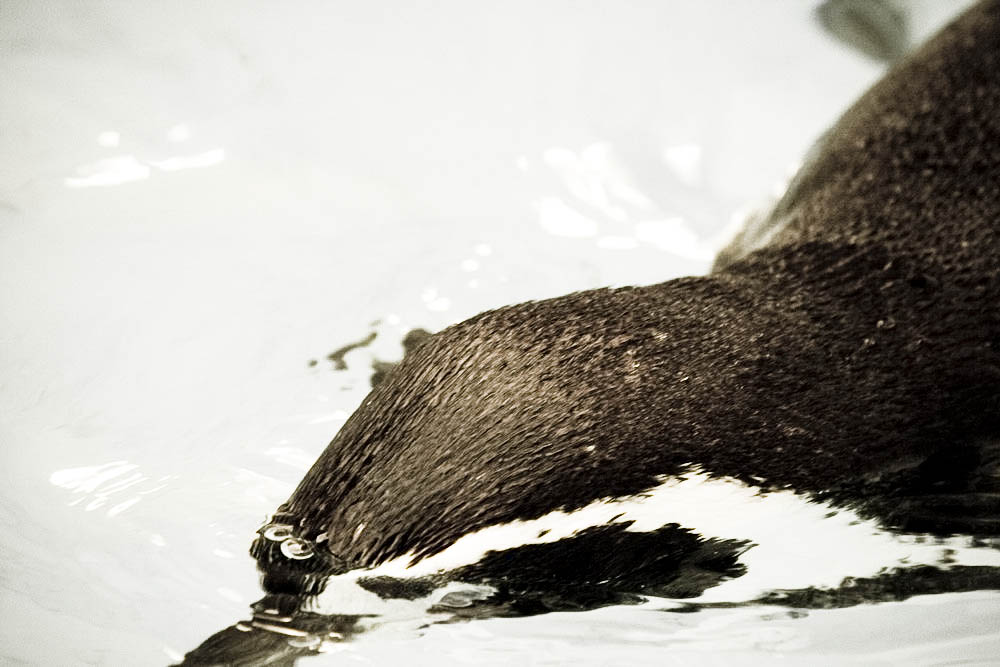 humboldt-pinguine