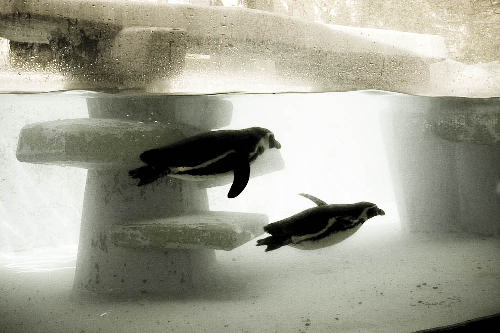 humboldt-pinguine