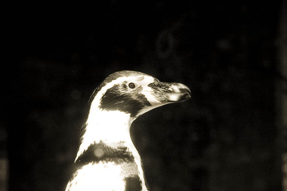 humboldt-pinguine