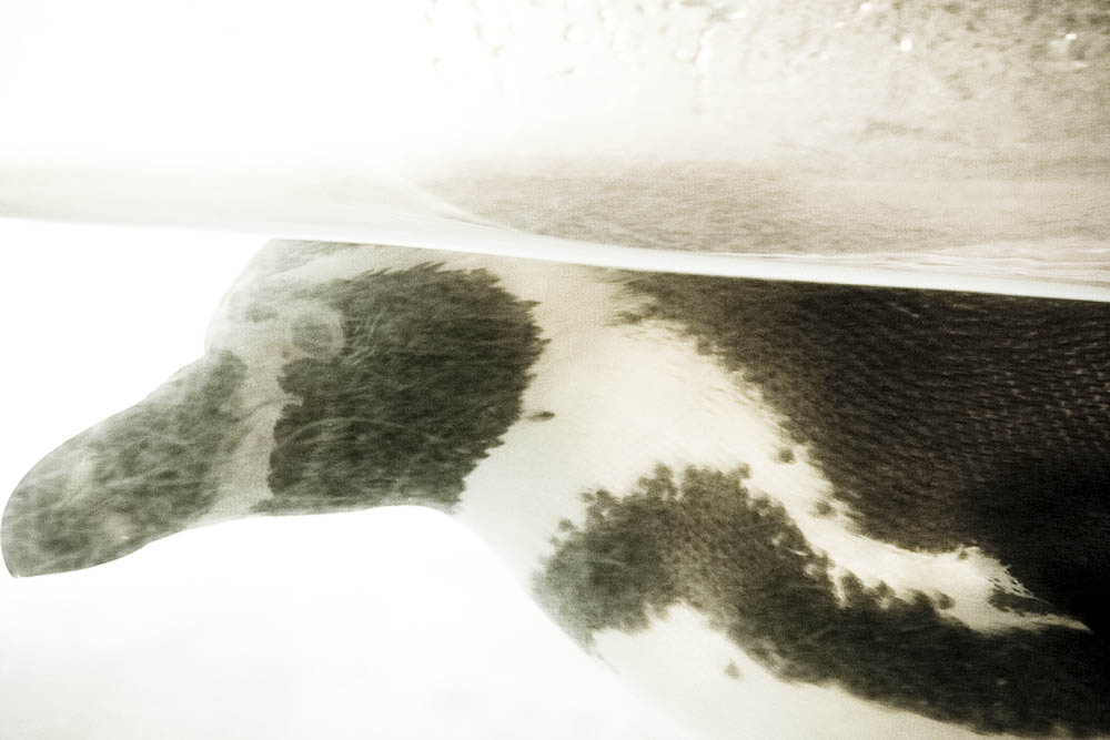 humboldt-pinguine