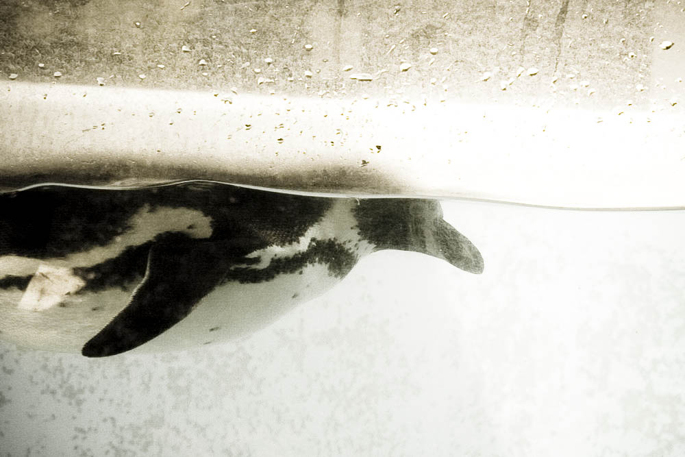 humboldt-pinguine