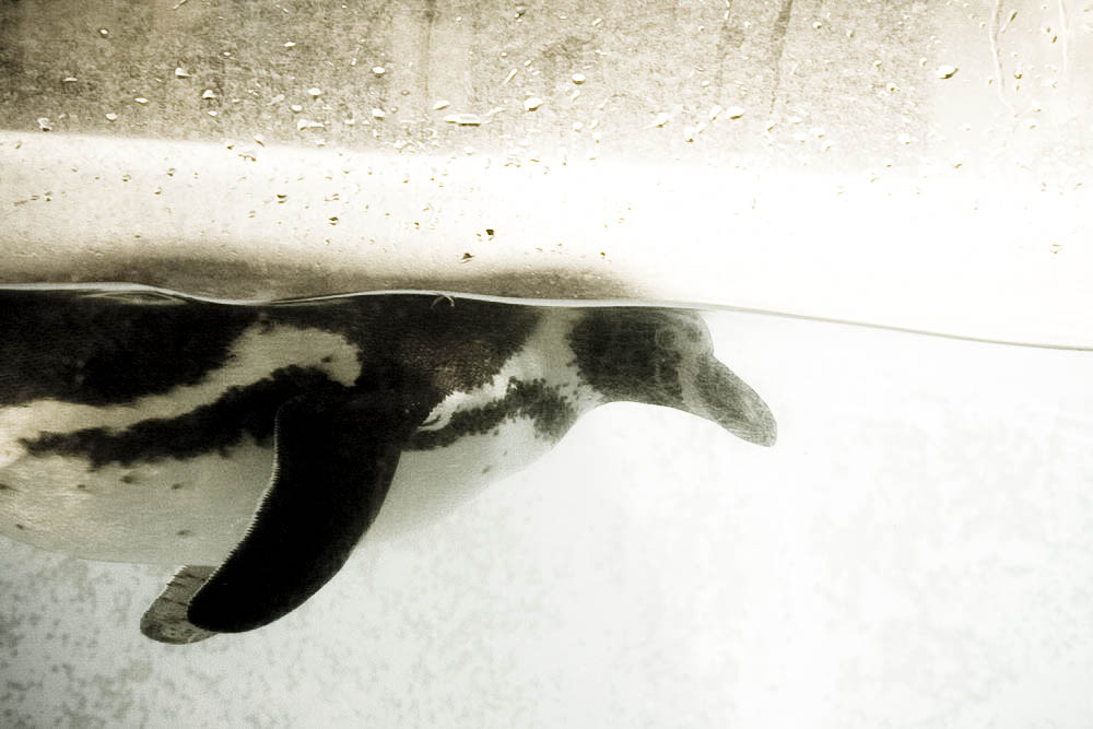 humboldt-pinguine