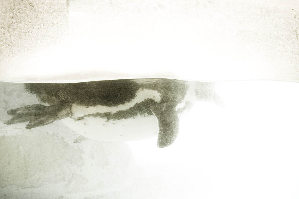 humboldt-pinguine