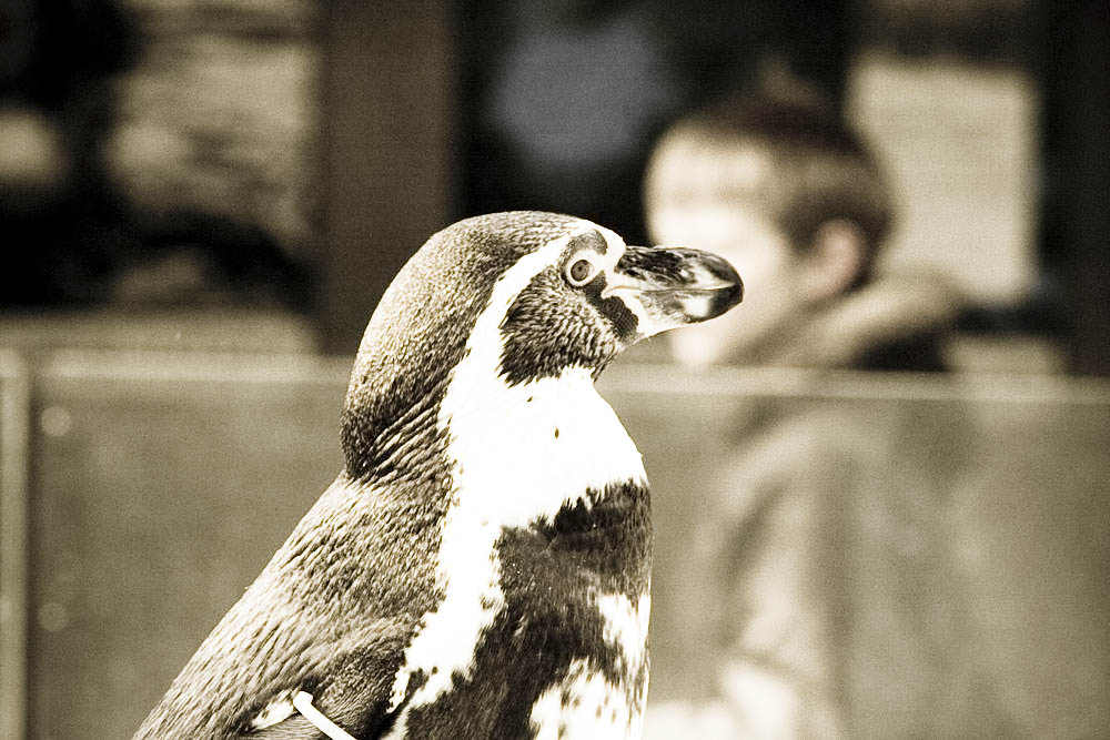 humboldt-pinguine