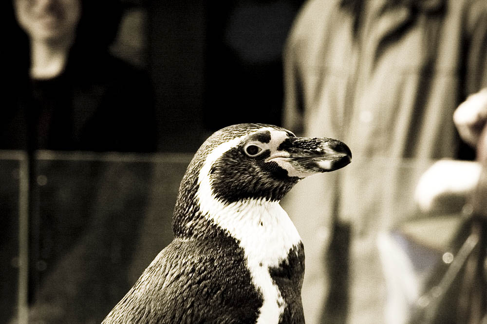 humboldt-pinguine