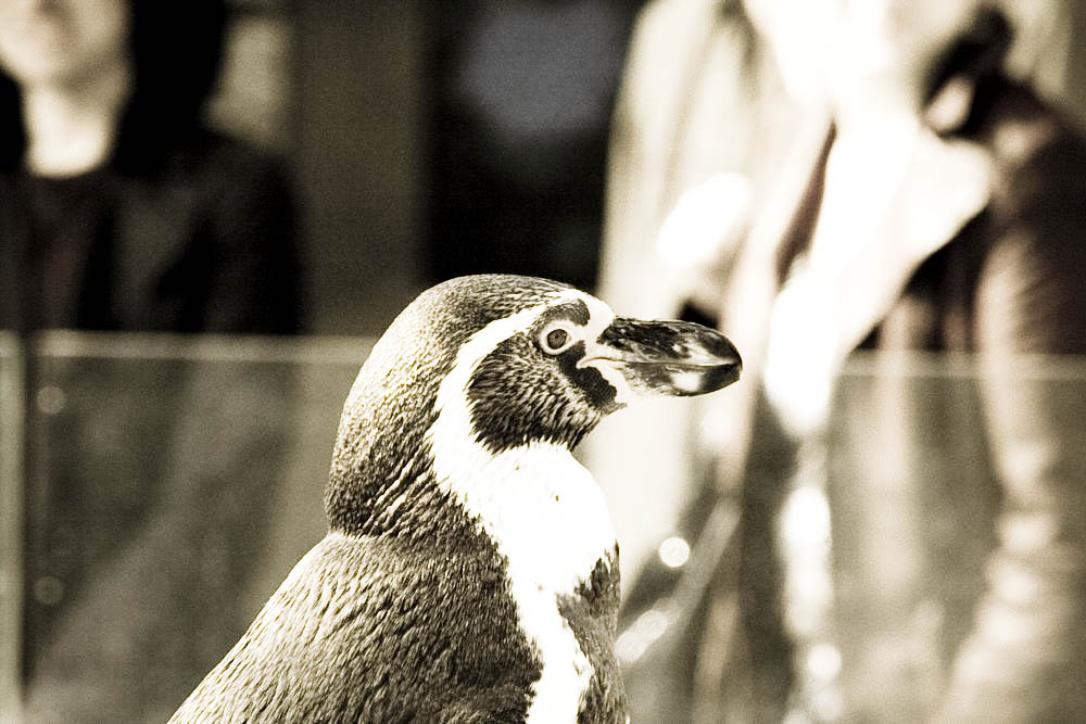 humboldt-pinguine