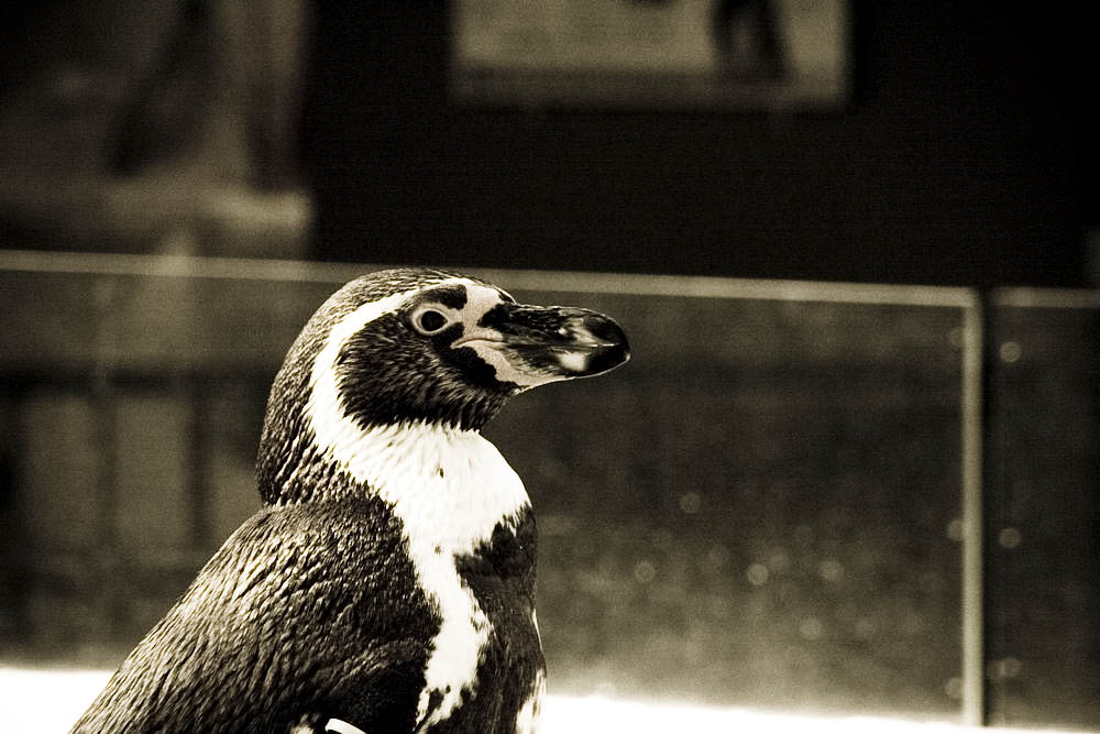 humboldt-pinguine