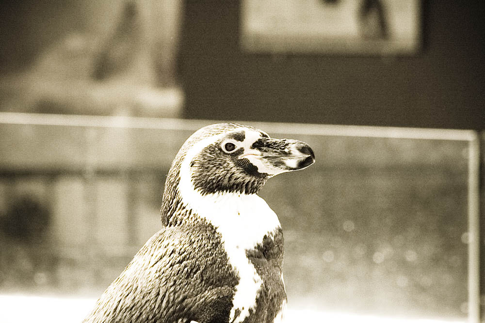 humboldt-pinguine