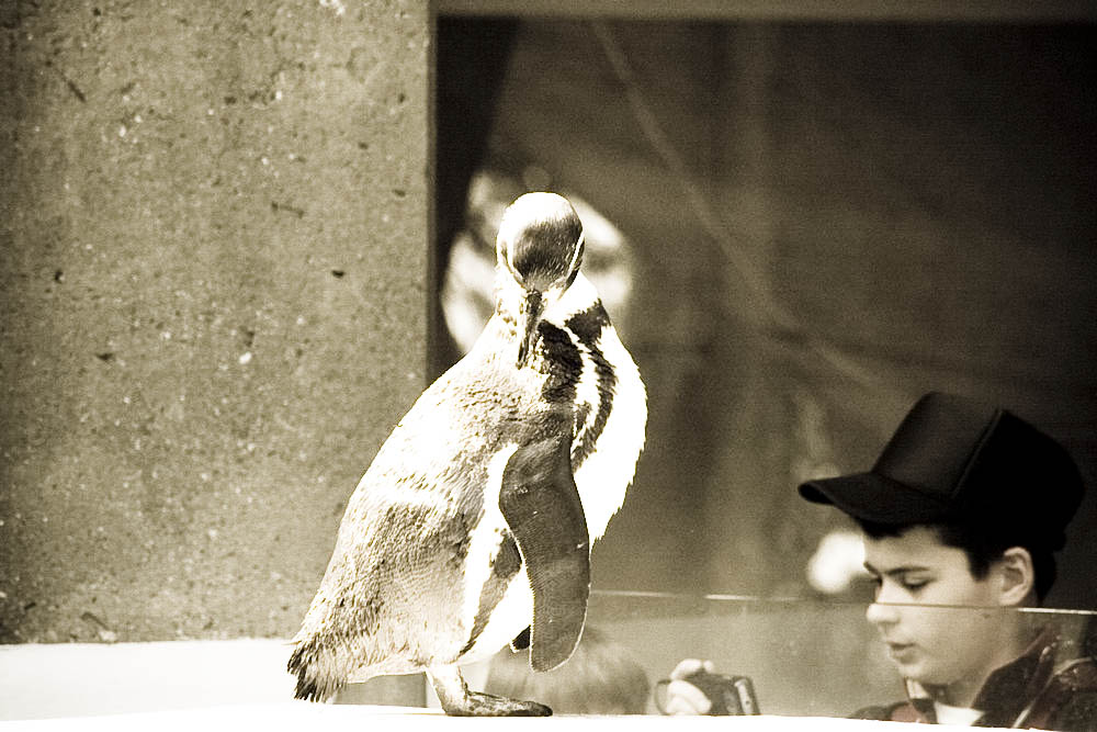 humboldt-pinguine