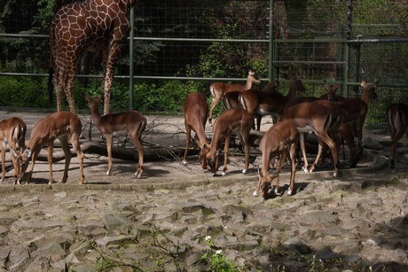 impala