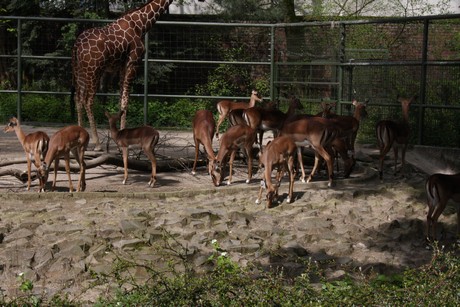 impala