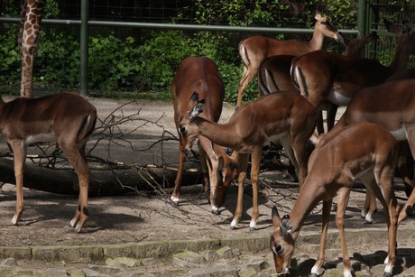 impala