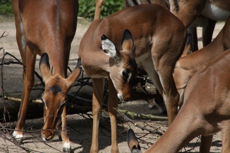 impala