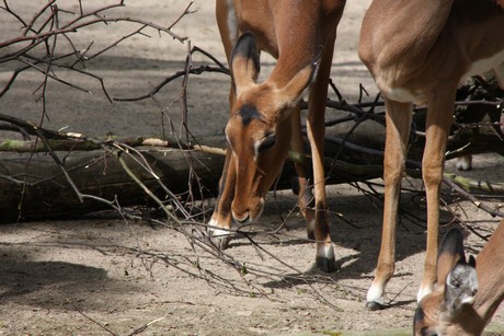 impala