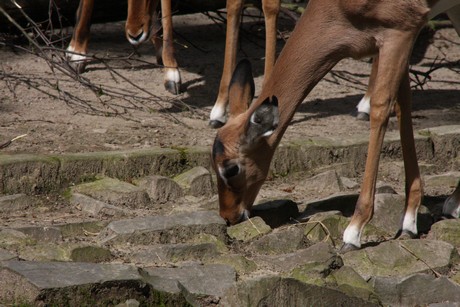impala
