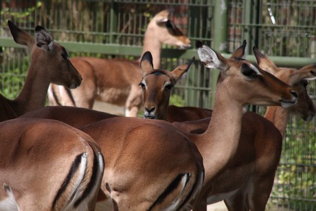 impala