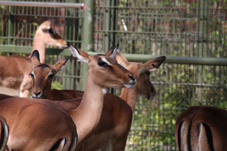 impala